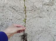 Grajewo ogłoszenia: Sprzedam sadzonki pigwowca nadwyżka z ogrodu cena za sztukę 2.5 zl - zdjęcie