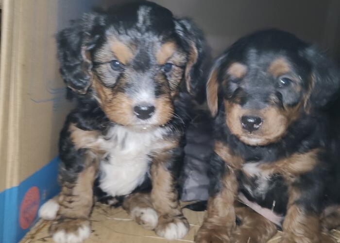 Grajewo ogłoszenia: Oddam pieski w dobre ręce są 4szt i mają 4 miesiące.