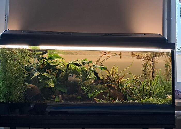 Grajewo ogłoszenia: Sprzedam Akwarium z pokrywą bez oświetlenia. 
100x40x40 
Oraz...