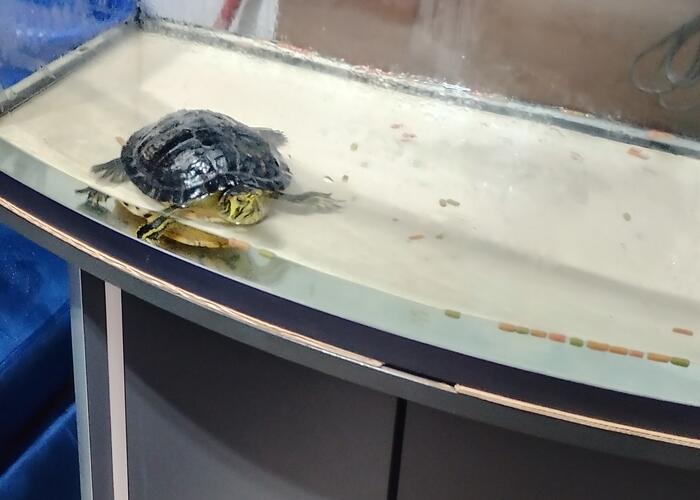 Grajewo ogłoszenia: Żółw żółtolicy + akwarium 112l + szafka + filtr + zapas karmy