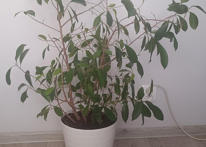 Grajewo ogłoszenia: Oddam bez doniczki