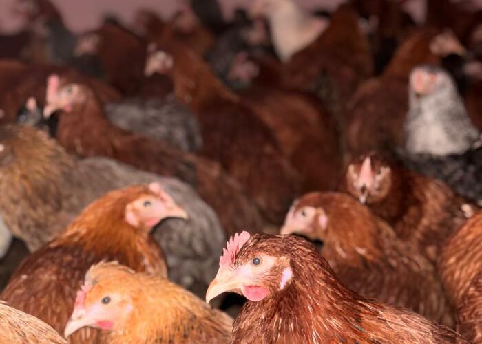 Grajewo ogłoszenia: Sprzedam kury nioski.