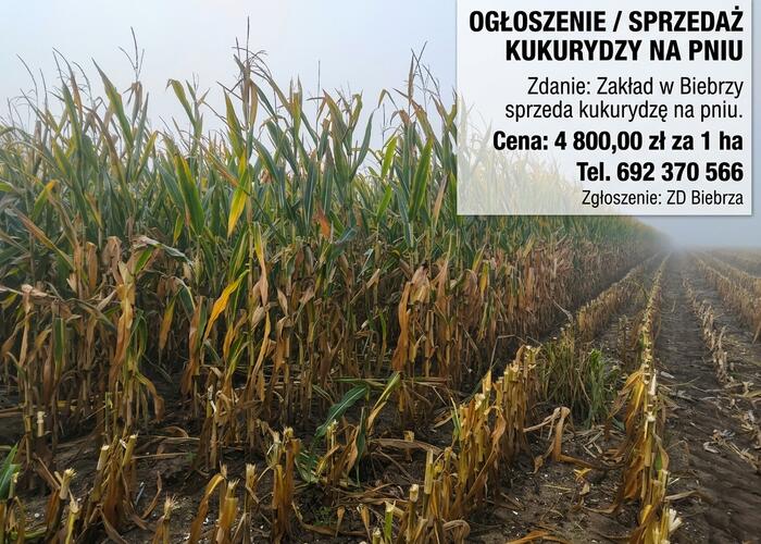 Grajewo ogłoszenia: Zakład Doświadczalny w Biebrzy, należący do Instytutu...